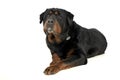 Studio shot of an adorable Rottweiler looking curiously at the camera
