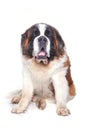 Studio shot of an adorable St. Bernhardshund - Bernhardiner sittingon white background