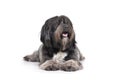 Studio shot of an adorable Tibetan Terrier lying with long, eyes covering hair