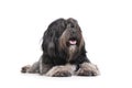 Studio shot of an adorable Tibetan Terrier lying with long, eyes covering hair