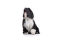 Studio shot of an adorable Tibetan Terrier sitting and barking on white background Royalty Free Stock Photo