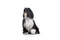 Studio shot of an adorable Tibetan Terrier sitting and barking on white background