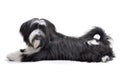 Studio shot of an adorable Tibetian terrier Royalty Free Stock Photo