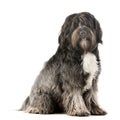 Studio shot of an adorable Tibetian terrier Royalty Free Stock Photo