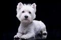 Studio shot of an adorable West Highland White Terrier Royalty Free Stock Photo