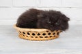 Young black fluffy kitten in the basket Royalty Free Stock Photo