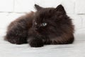 Young black fluffy kitten Royalty Free Stock Photo