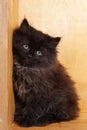 Young black fluffy kitten Royalty Free Stock Photo