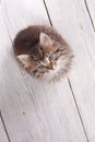 Young fluffy kitten looking up