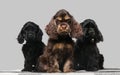 Studio shot of american cocker spaniel on grey studio background Royalty Free Stock Photo