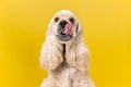 Studio shot of american spaniel playing