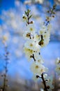 Studio shot of apricot blossom brunch over blue Royalty Free Stock Photo