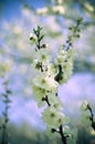 Studio shot of apricot blossom brunch over blue Royalty Free Stock Photo