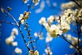 Studio shot of apricot blossom brunch over blue Royalty Free Stock Photo