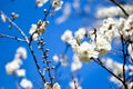 Studio shot of apricot blossom brunch over blue Royalty Free Stock Photo