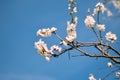 Studio shot of apricot blossom brunch over blue Royalty Free Stock Photo