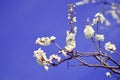 Studio shot of apricot blossom brunch over blue Royalty Free Stock Photo