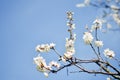 Studio shot of apricot blossom brunch over blue Royalty Free Stock Photo