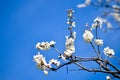 Studio shot of apricot blossom brunch over blue Royalty Free Stock Photo