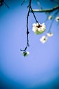 Studio shot of apricot blossom brunch over blue Royalty Free Stock Photo