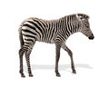 Baby Plains Zebra Isolated Royalty Free Stock Photo