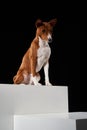 Studio shot of Basenji dog standing in posture on white boxes Royalty Free Stock Photo