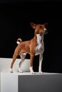 Studio shot of Basenji dog standing in posture on white boxes Royalty Free Stock Photo