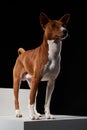 Studio shot of Basenji dog standing in posture on white boxes Royalty Free Stock Photo