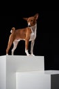 Studio shot of Basenji dog standing in posture on white boxes Royalty Free Stock Photo