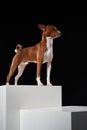 Studio shot of Basenji dog standing in posture on white boxes Royalty Free Stock Photo