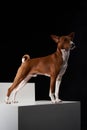 Studio shot of Basenji dog standing in posture on white boxes Royalty Free Stock Photo