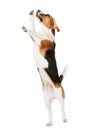 Studio Shot Of Beagle Dog Jumping Against White Background