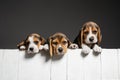 Studio shot of beagle puppies on grey studio background