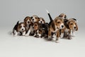 Studio shot of beagle puppies on white studio background