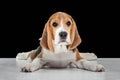 Studio shot of beagle puppy on black studio background