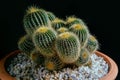 Studio shot of beautiful cactus in clay pot