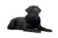 Studio shot of a beautiful labrador retriever Royalty Free Stock Photo