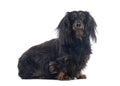 Longhaired dachshund sitting and looking forward on white background Royalty Free Stock Photo
