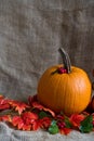 Close up pumpkin, hawthorn berries and red leaves Royalty Free Stock Photo