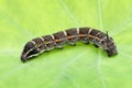 Big black caterpillar on a leaf Royalty Free Stock Photo