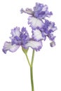 Iris flower isolated Royalty Free Stock Photo