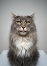 naughty maine coon cat portrait sticking out tongue