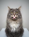 naughty maine coon cat portrait sticking out tongue