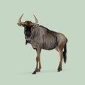 Studio shot of a blue wildebeest standing against a plain light green background Royalty Free Stock Photo