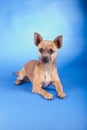 Studio shot of an brown Chihuahua dog