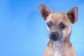 Studio shot of an brown Chihuahua dog