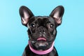 Studio shot capturing dog on vibrant backdrop Royalty Free Stock Photo