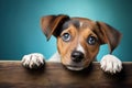 Studio shot capturing dog on vibrant backdrop Royalty Free Stock Photo