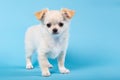 Studio shot of a Chihuahua puppys on blue Royalty Free Stock Photo