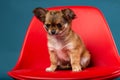 Studio shot of a Chihuahua puppys on red seat Royalty Free Stock Photo